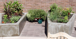 Plants